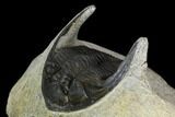 Bargain, Zlichovaspis Trilobite - Nice Eye Facets #119871-2